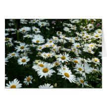 Shasta Daisies Greeting Card