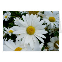 Shasta Daisies Greeting Card