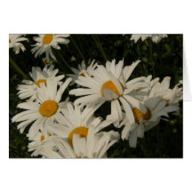 Shasta Daisies Greeting Cards