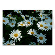 Shasta Daisies II Greeting Card