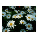 Shasta Daisies II Post Card