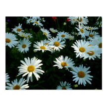 Shasta Daisies II Post Card