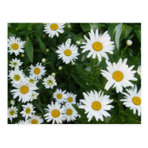 Shasta Daisies Post Card