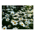 Shasta Daisies Postcards