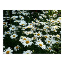 Shasta Daisies Postcards