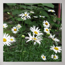 Shasta Daisies Poster