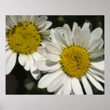 Shasta Daisies Print