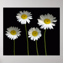 Shasta Daisies Posters