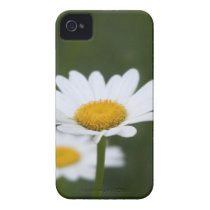 Shasta Daisy Case Iphone 4 Case