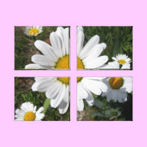 Shasta Daisy (Chrysanthemum maximum) canvas prints