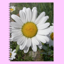 Shasta Daisy (Chrysanthemum maximum) notebooks
