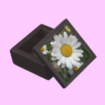 Shasta Daisy (Chrysanthemum maximum) premium gift boxes