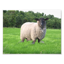 Sheal Photo Print