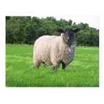 Sheal Postcard