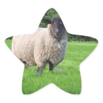 Sheal Star Sticker
