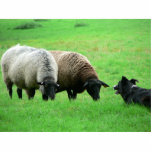 Sheep And Sheep Dog Photo Cut Outs