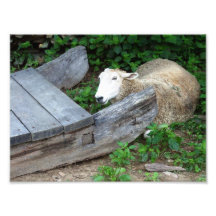 sheep art photo