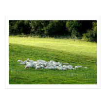 Sheep at Sleep Postcard