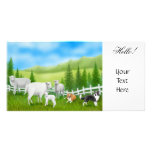 Sheep & Border Collies Photo Card photo cards