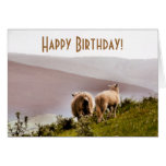 SHEEP CARD