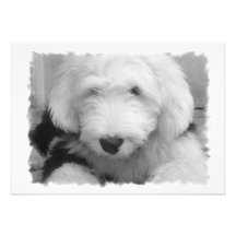 Sheep Dog Invitation