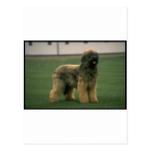 Sheep Dog Picture Post Card