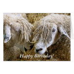 SHEEP GREETING CARDS