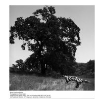 Sheep, Hopland Station, by Ansel Adams posters