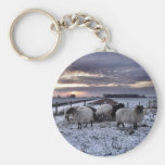 Sheep - in a Dutch Winter Sunset Keychains