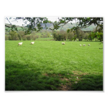 Sheep in the Countryside Photo