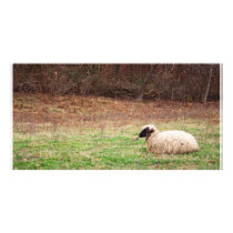 Sheep in the Meadow Customized Photo Card