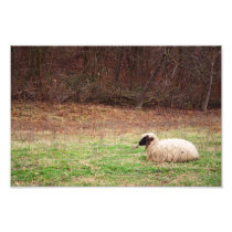 Sheep in the Meadow Photo Art