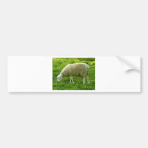 Sheep - Mouton Bumper Sticker