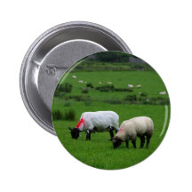 Sheep Near Deerpark Ireland Buttons