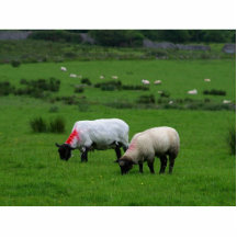Sheep Near Deerpark Ireland Photo Cut Outs