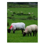 Sheep Near Deerpark Ireland Post Cards