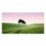 "Sheep on the horizon.."~Border Collie Photo Card
