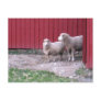 Sheep Postcards