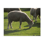 Sheep Postcard
