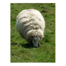 Sheep Postcard