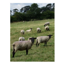 Sheep Postcard