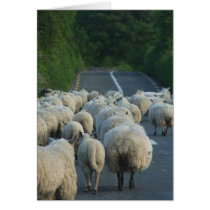 Sheep Roads Lambs Cards