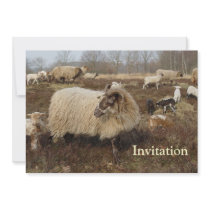 Sheep - Sheep in Heather field Announcement