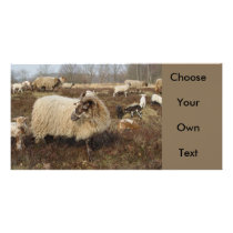Sheep - Sheep in Heather field Photo Card