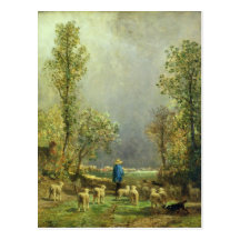 Sheep watching a Storm Post Card