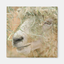 Sheep With Hay Refrigerator Magnet