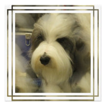 Sheepdog Picture Invitation