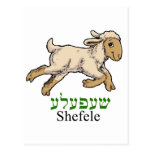"Shefeleh"-little lamb Post Cards