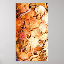 Shell Art Posters