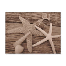 Shell Collection Post Card